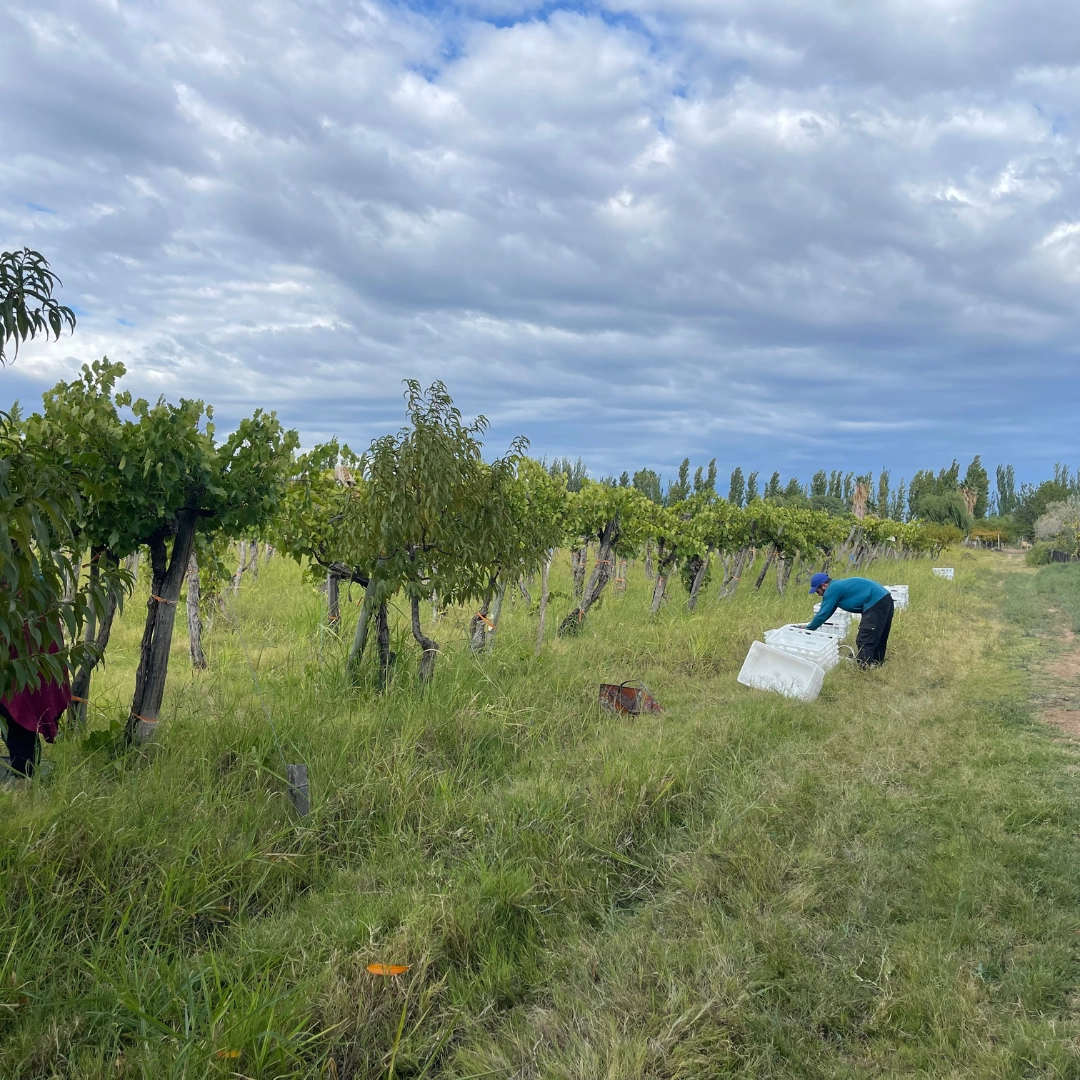 Finca Cosmos - Bodega 4